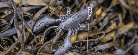 Creature baits - Hengelsport De Goeie Vangst