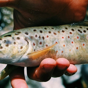 Forel Hengels