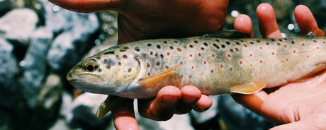 Forel / Tremarella hengels - Hengelsport De Goeie Vangst
