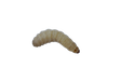 Pauwels - Wasmotten Grote Potjes | 30 - 35 Stuks - Hengelsport De Goeie Vangst