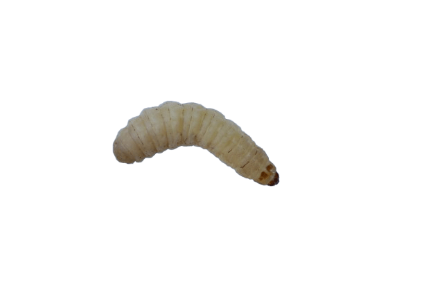Pauwels - Wasmotten Grote Potjes | 30 - 35 Stuks - Hengelsport De Goeie Vangst