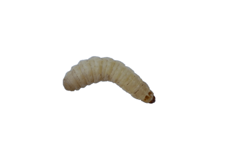 Pauwels - Wasmotten Grote Potjes | 30 - 35 Stuks - Hengelsport De Goeie Vangst